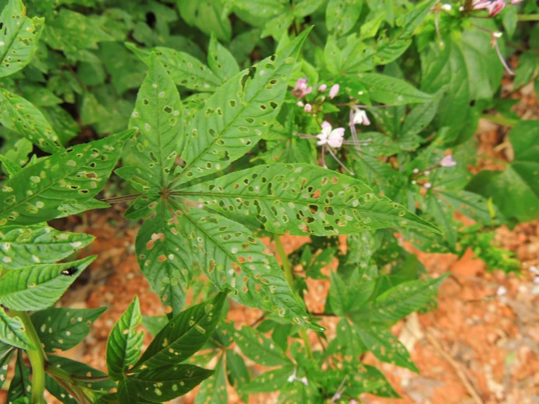 Cleome rosea (4)