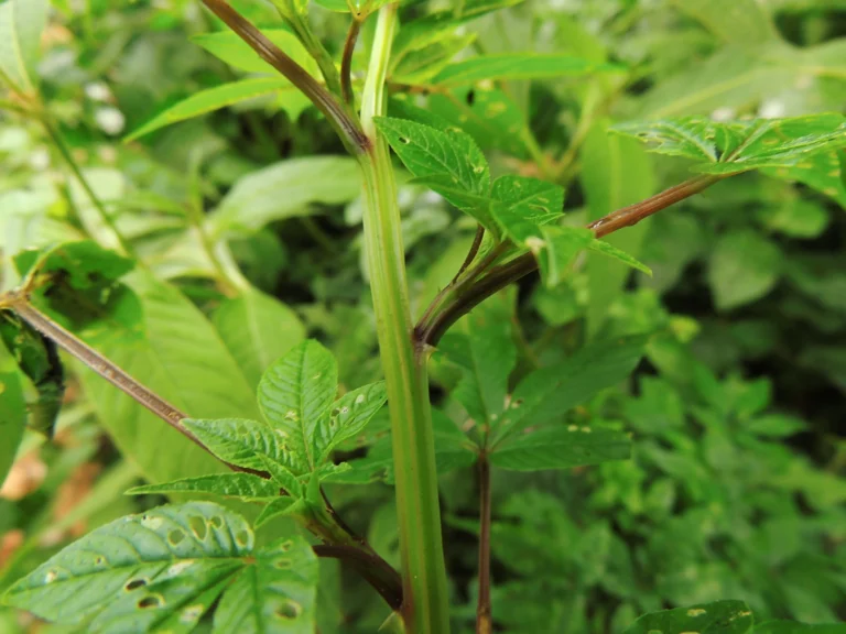 Cleome rosea (2)