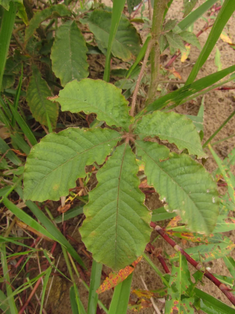 cleome parviflora (56)