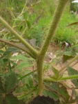 cleome parviflora (55)