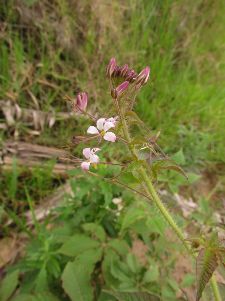 cleome parviflora (47)