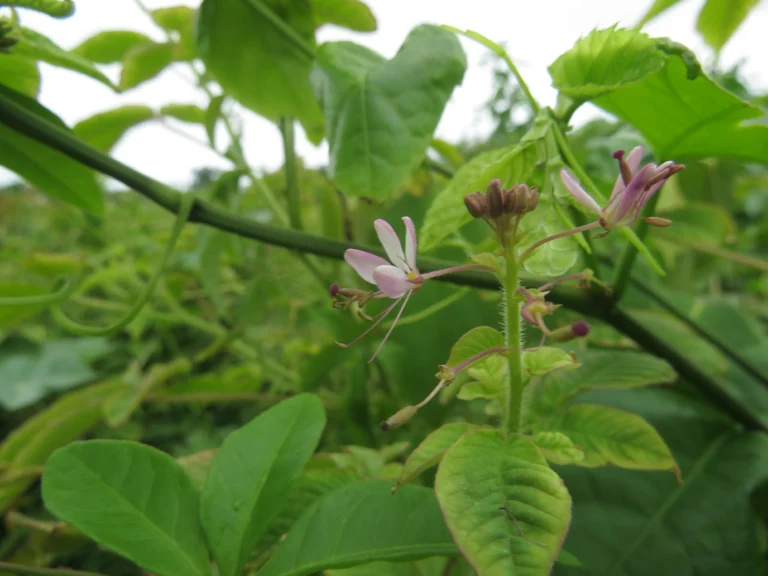 cleome parviflora (41)