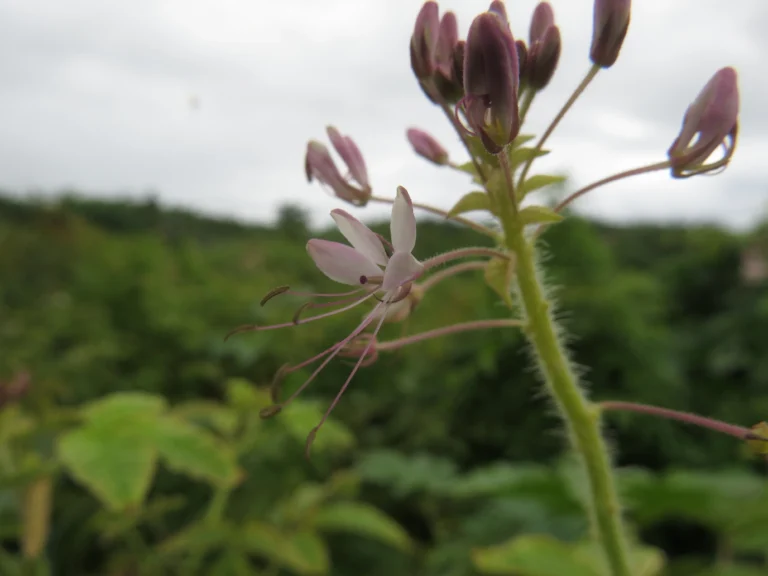 cleome parviflora (40)