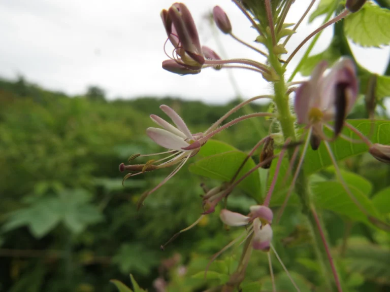 cleome parviflora (38)