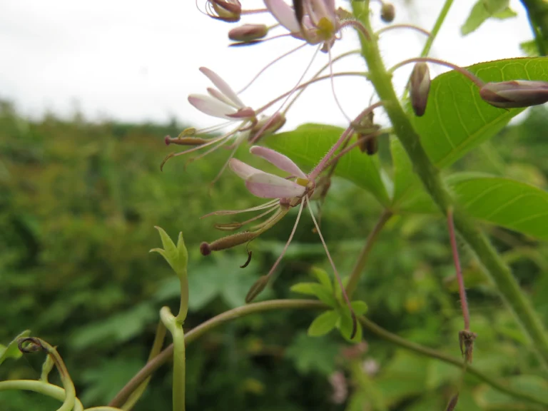 cleome parviflora (37)