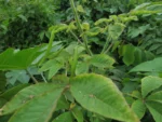 cleome parviflora (36)