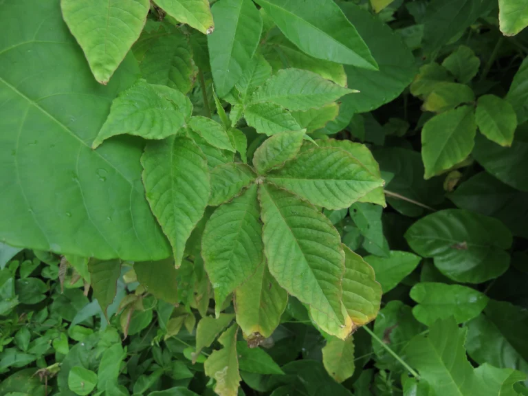 cleome parviflora (34)