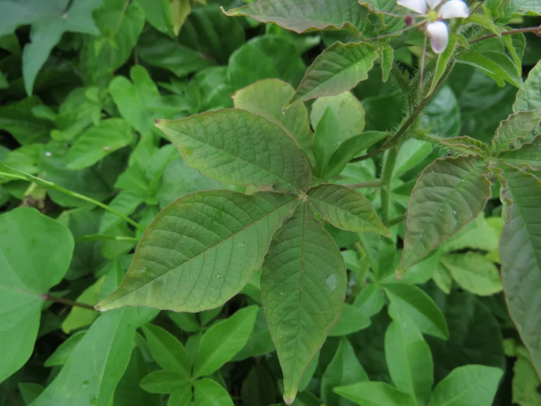 cleome parviflora (32)