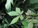 cleome parviflora (24)