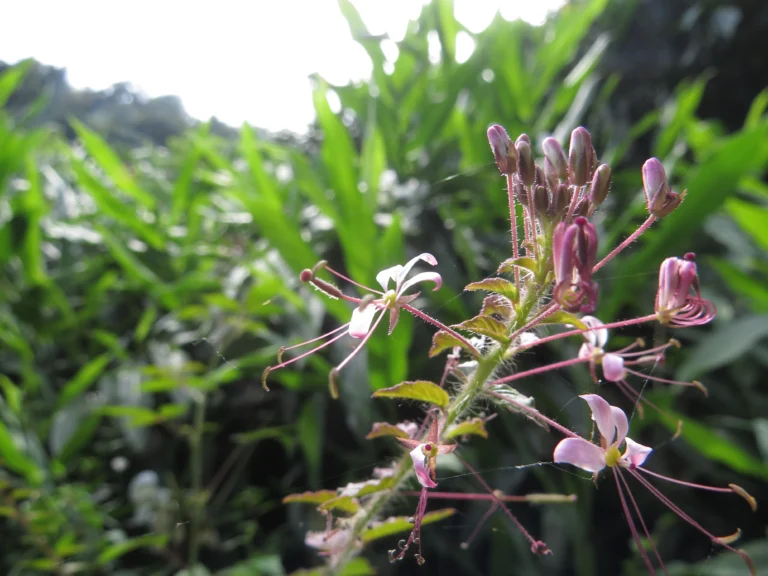 cleome parviflora (21)
