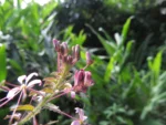cleome parviflora (20)