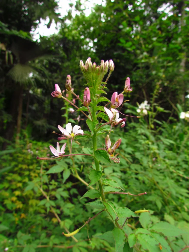 cleome parviflora (15)