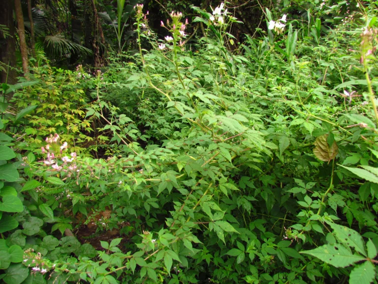 cleome parviflora (11)