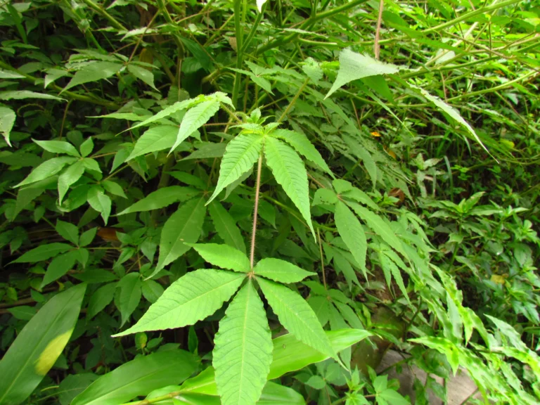 cleome parviflora (5)