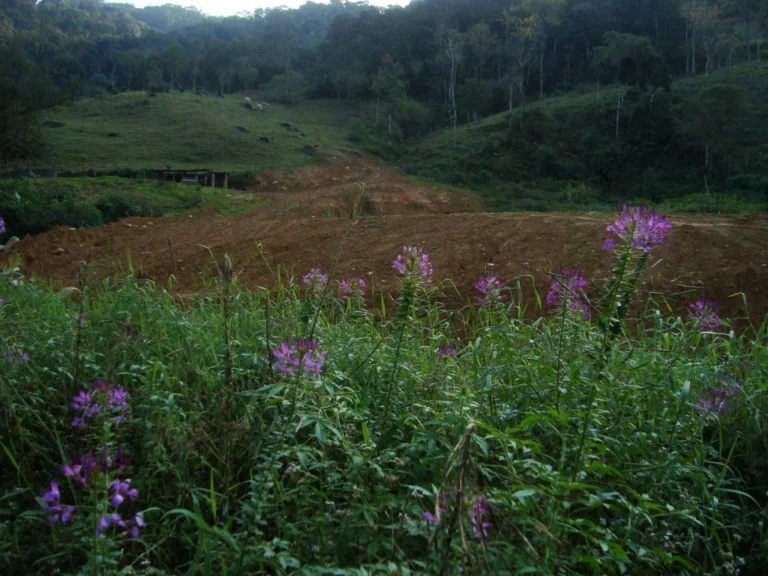 Cleome houtteana (36)