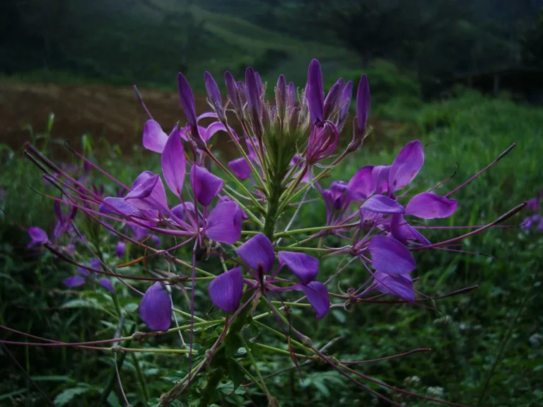 Cleome houtteana (35)