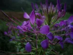 Cleome houtteana (32)