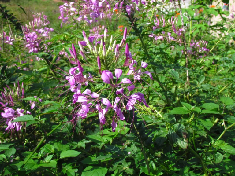 Cleome houtteana (29)