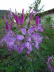 Cleome houtteana (23)