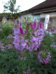 Cleome houtteana (21)