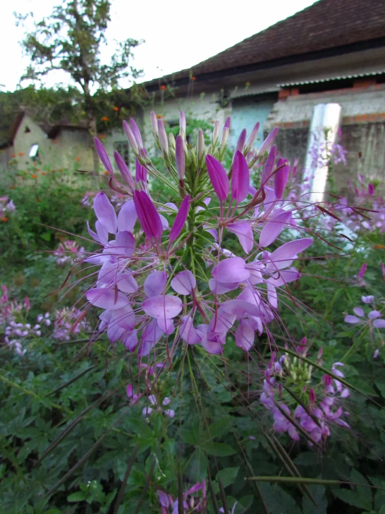 Cleome houtteana (21)