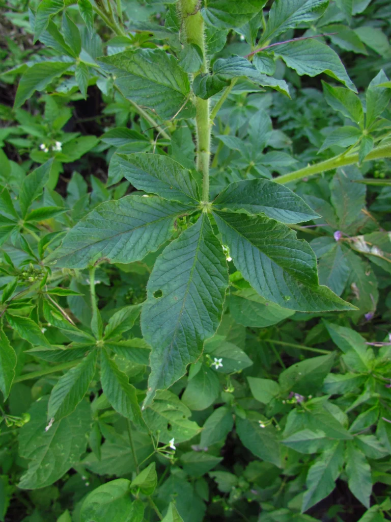 Cleome houtteana (19)