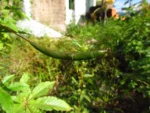 Cleome houtteana (18)