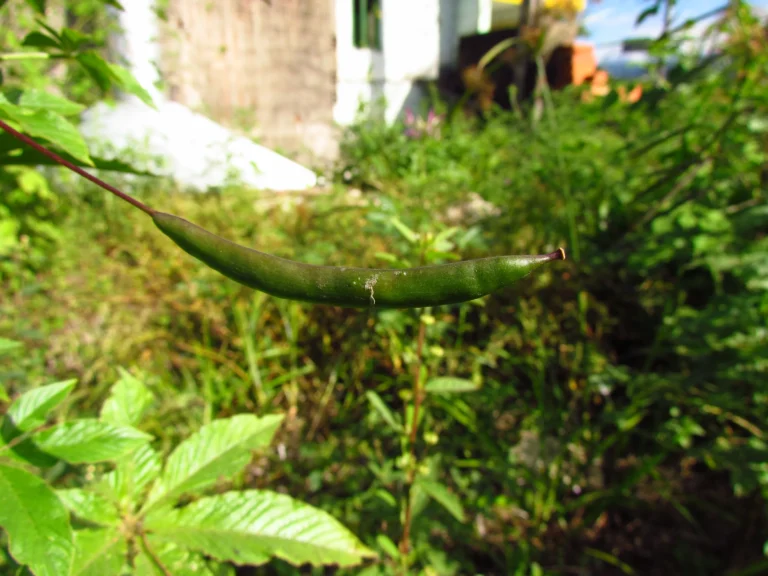 Cleome houtteana (18)