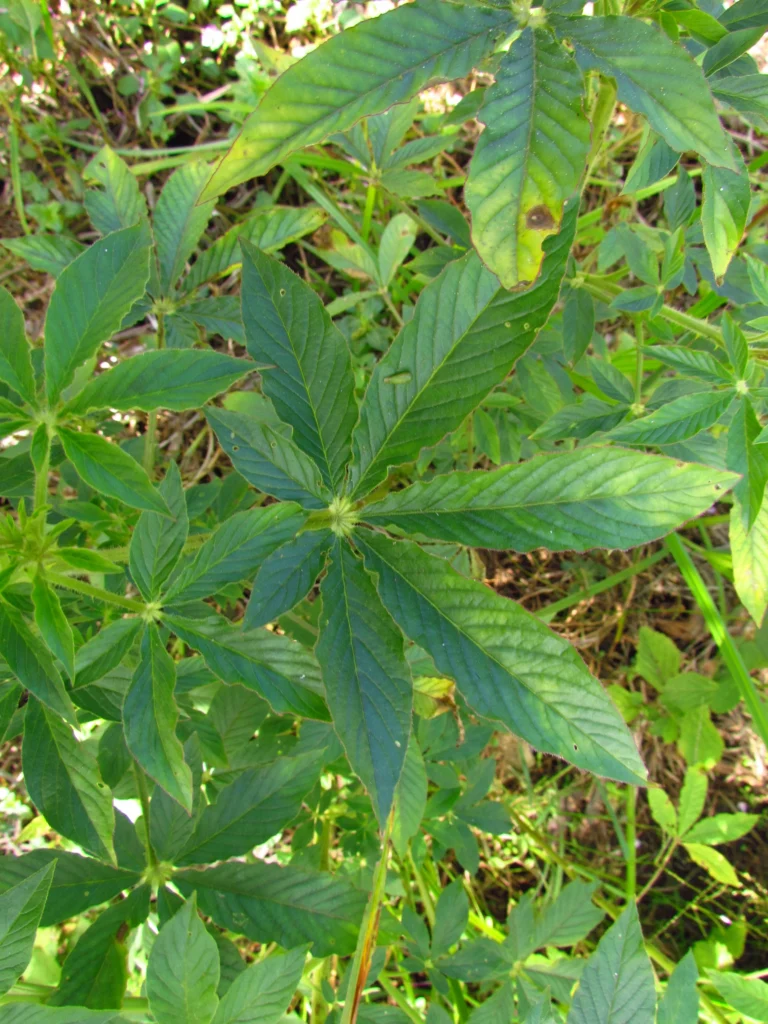 Cleome houtteana (16)