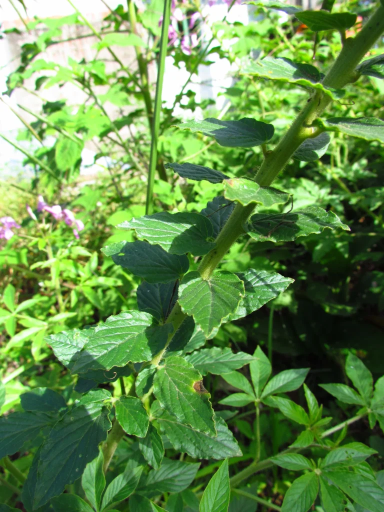 Cleome houtteana (15)