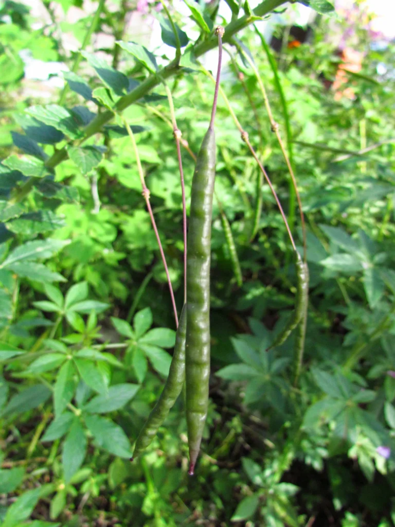Cleome houtteana (14)