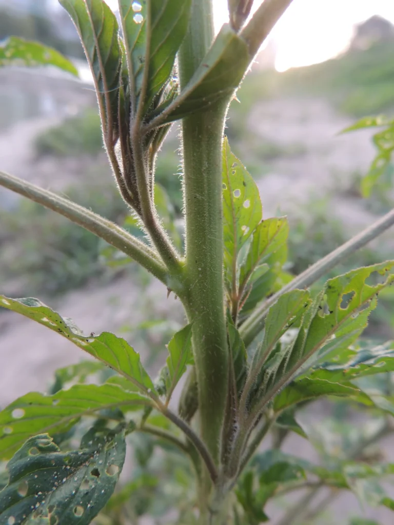 Cleome houtteana (9)