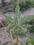 Cleome houtteana (8)
