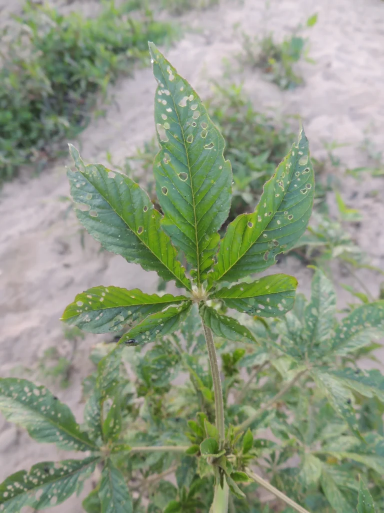Cleome houtteana (7)