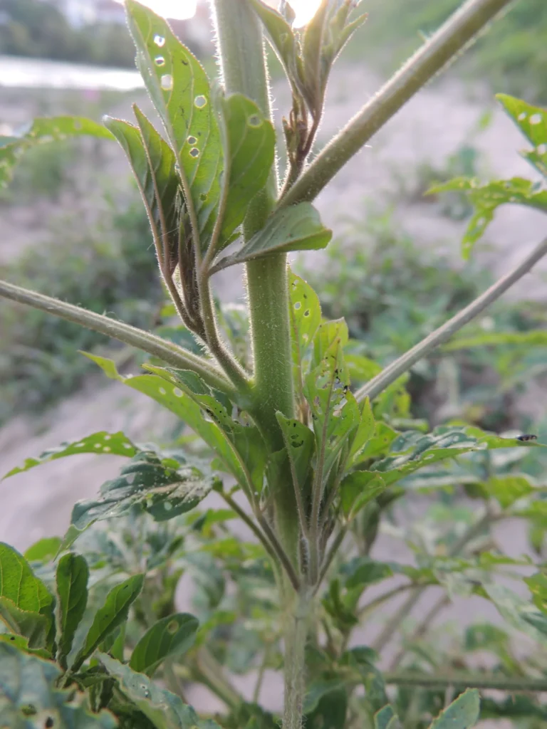 Cleome houtteana (5)