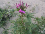 Cleome houtteana (3)