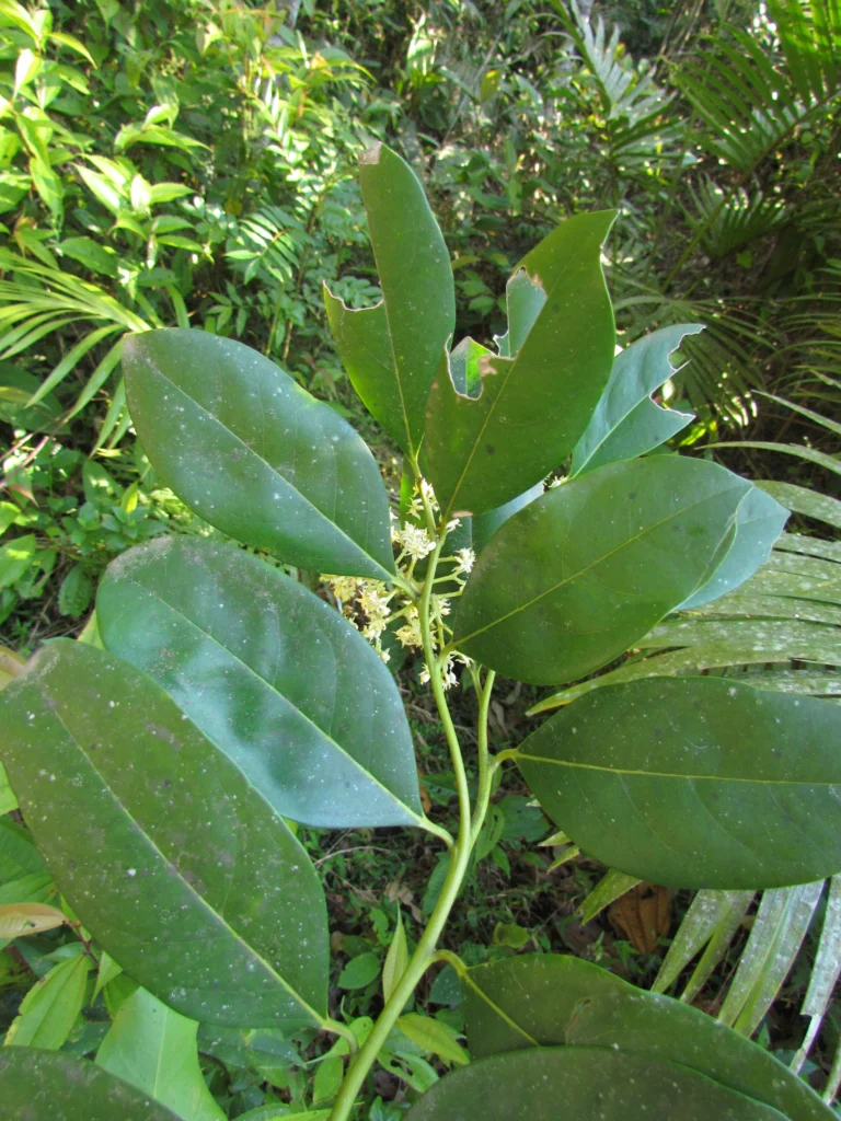 Citronella paniculata (18)
