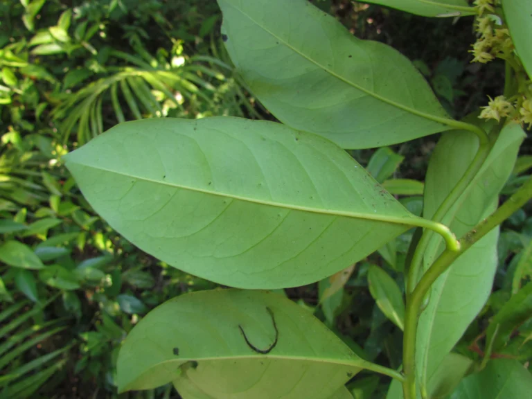 Citronella paniculata (13)