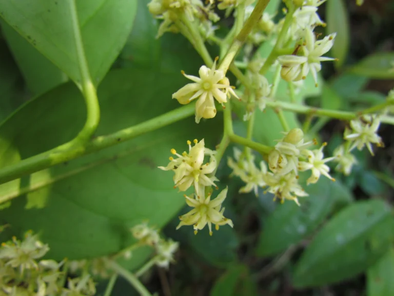 Citronella paniculata (12)