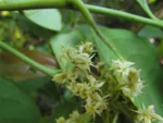 Citronella paniculata (11)
