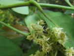 Citronella paniculata (9)