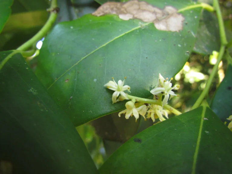 Citronella paniculata (5)