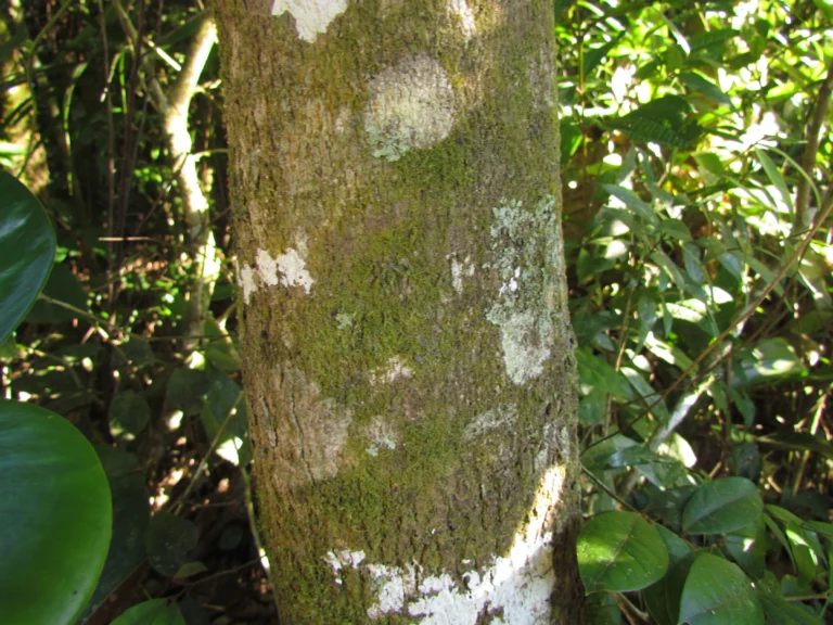 Citronella paniculata (2)