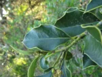 Citronella gongonha (8)