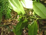 Citronella engleriana (13)