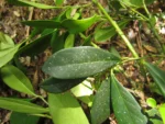 Citronella engleriana (11)