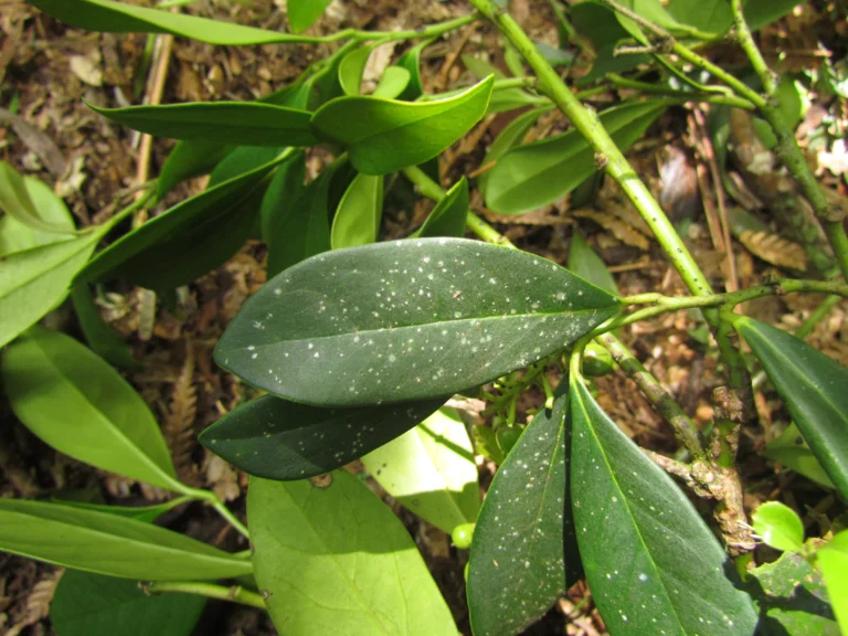 Citronella engleriana (11)