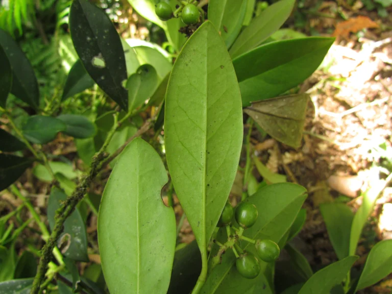 Citronella engleriana (9)