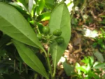 Citronella engleriana (6)
