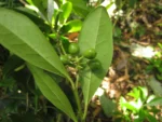 Citronella engleriana (5)
